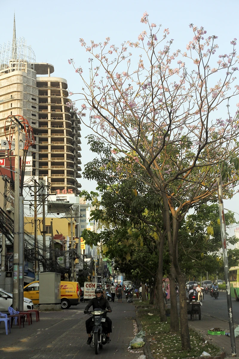 Hoa kèn hồng trên phố Sài Gòn ảnh 9